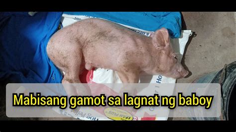 gamot sa nagtataeng baboy|Mabisang gamot para sa nagtataeng baboy or biik(treating .